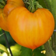 tomata-oxeheart-orange